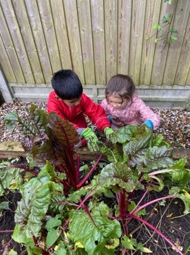Two children looking down at chard plants growing in the ground